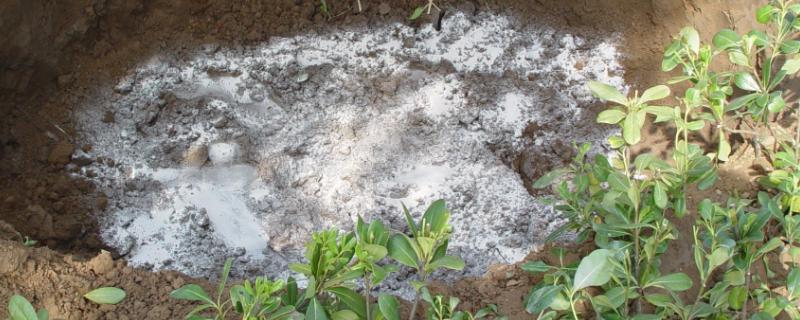 生根粉的用法,有什么作用,如何配制