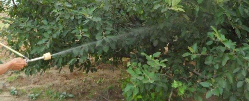 啶虫脒的作用和用途,农药毒性有几天