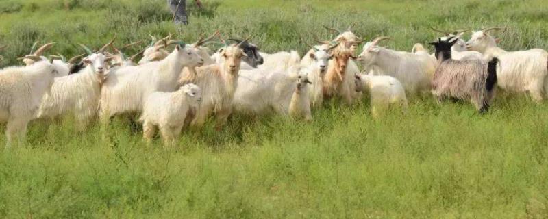 养殖羊的技术