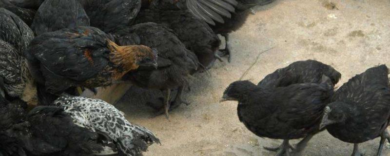 一万只鸡一年能赚多少，一天可以生多少蛋