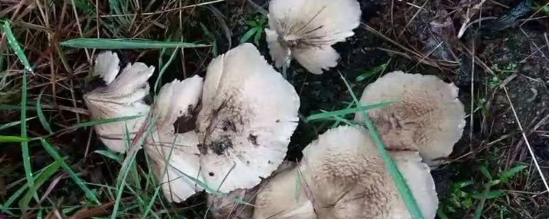 鸡纵花是什么,一个地方能长几次