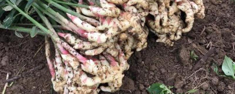 姜产量最高每亩多少斤,种姜有哪些注意事项