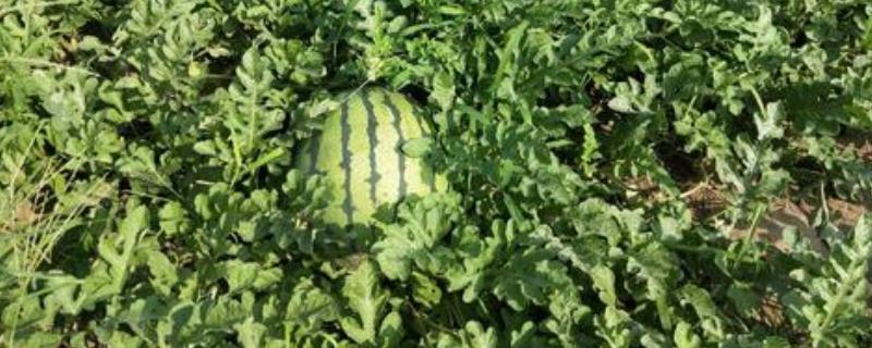 东北地雷西瓜主产区,那个品种好