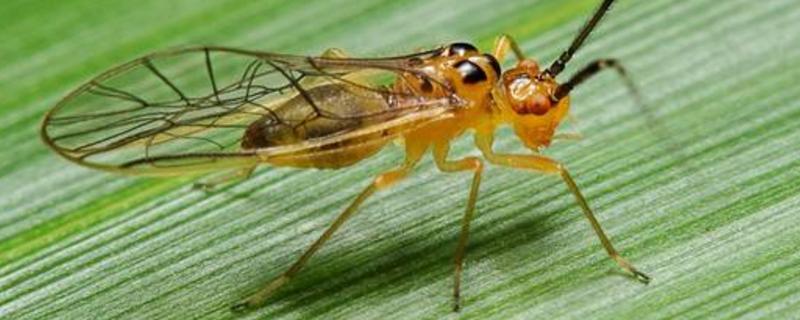 啮虫怎么快速消灭,是怎么产生的