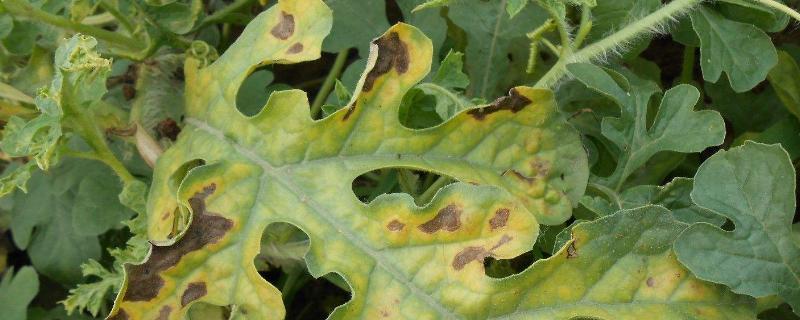 瓜类蔓枯病最佳配方药，蔓枯病是真菌还是细菌