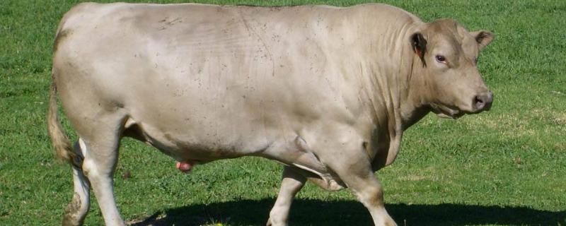 牛小苏打过量会中毒吗,和盐一起喂牛会中毒吗?一天吃多少小苏打