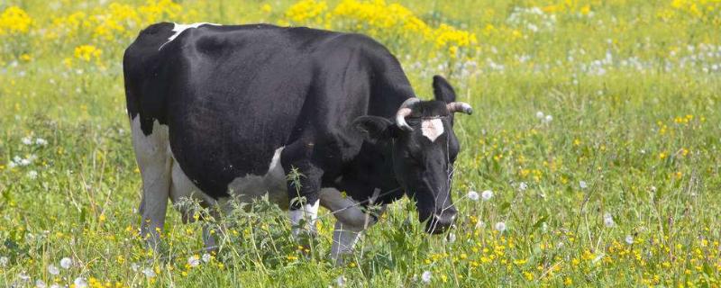 母牛临产前几天的征兆全面的介绍,临产前多久涨奶