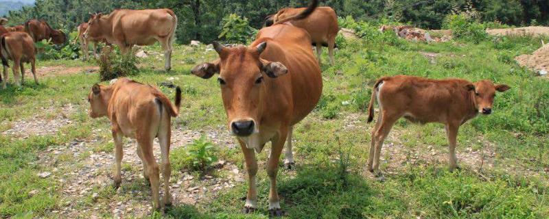 养200头牛要几亩地,国家补贴多少,养牛有哪些注意事项