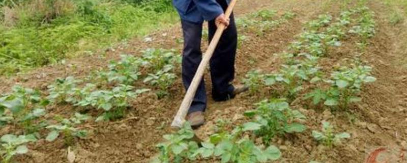 十二种常见的农具