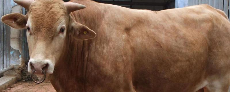 牛的特征和特点,生长周期多长时间