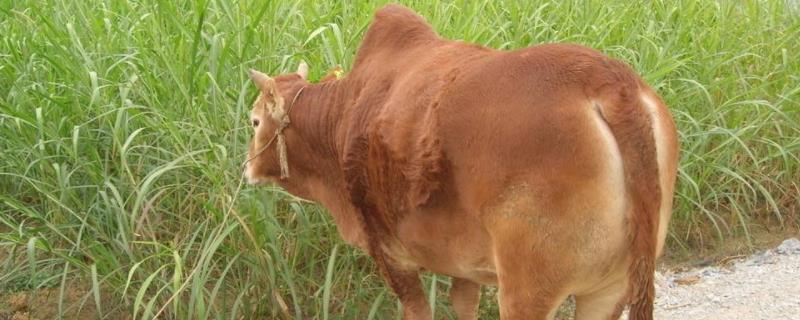 牛得了布病还能养吗,有哪些症状,如何治疗