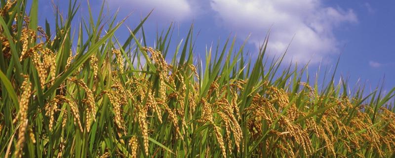 作物熟制划分区，作物熟制是什么意思