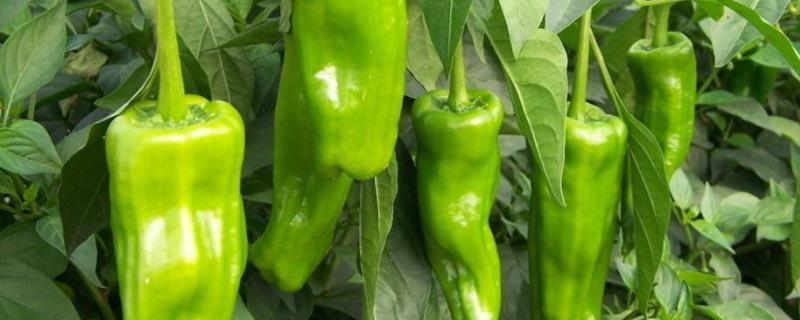 处暑收割的农作物