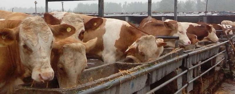 养二十头牛需要投资多少,国家补贴多少