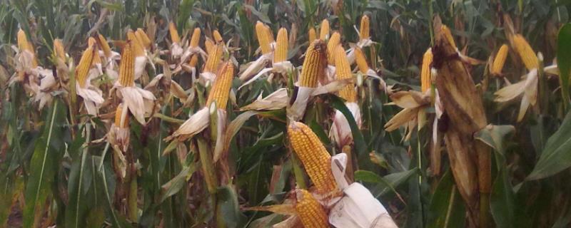 下半年种植什么农作物?