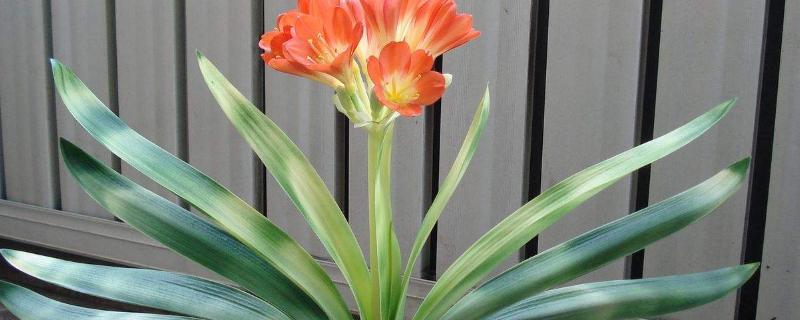 绿叶宝肥料使用方法,适合哪些花