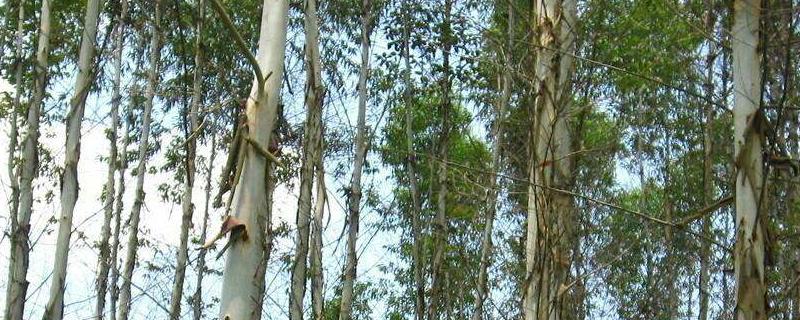 1亩5年桉树有多少吨,第二代桉树一般要怎么施肥