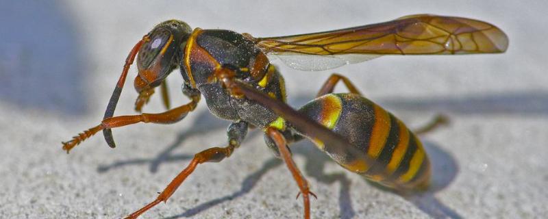 马蜂几月份蜂蛹最多,附马蜂的生活习性