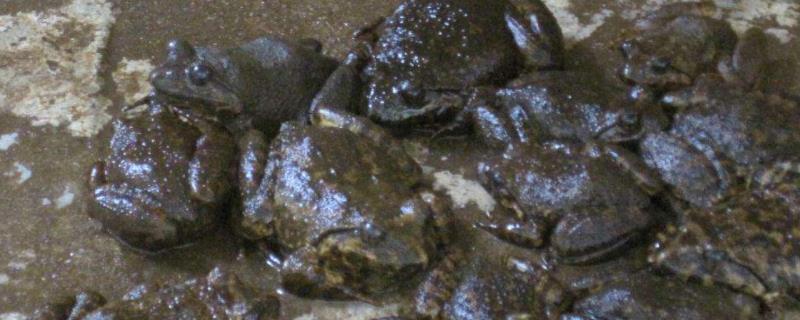 石蛙养殖技术及场地建造,怎么去除野生石蛙的寄生虫
