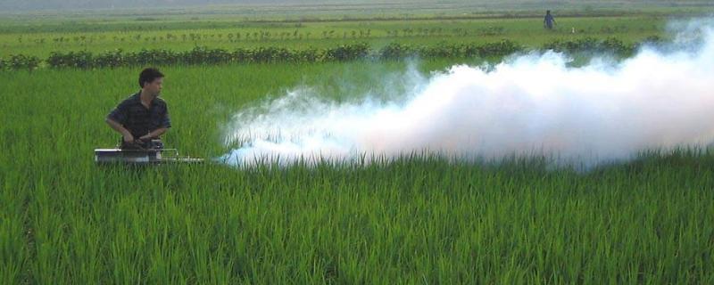 青菜虫害防治用什么药,不打药怎么除虫