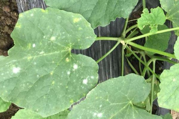 萝卜病害图片及防治