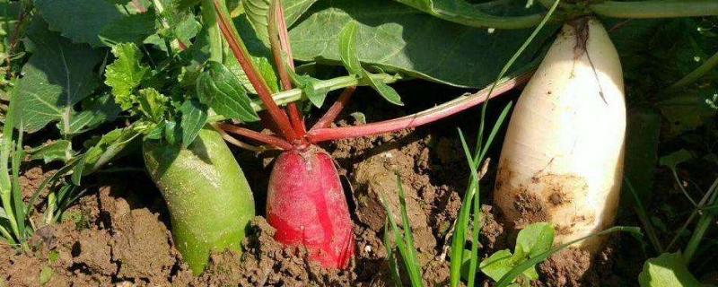 萝卜病害图片及防治