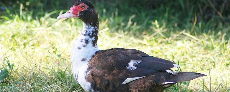 什么番鸭品种最大,养多久下蛋,为什么少人养