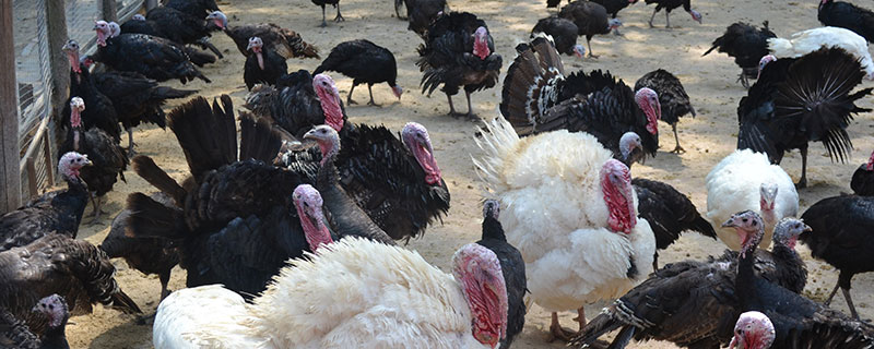 养一千只火鸡投资多少,利润有多少