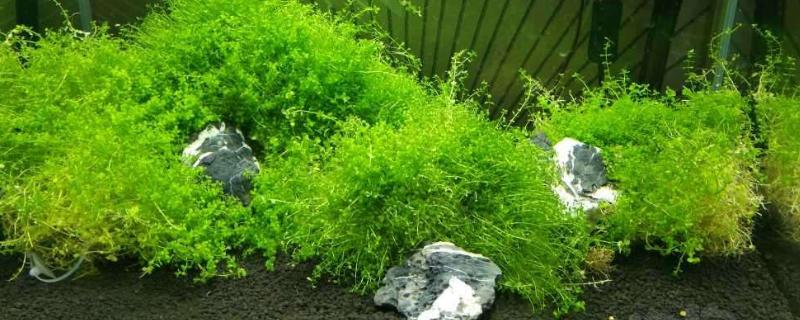 趴地矮珍珠怎么种?多久开始爬满缸