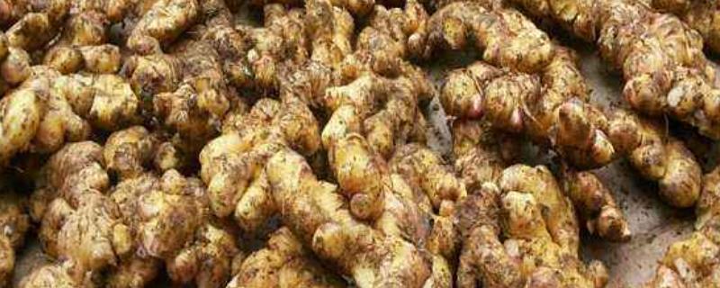 种植姜的方法如下,一亩地出多少姜