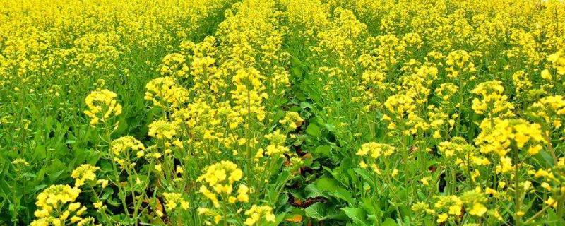 一亩地需要多少油菜花种子，种植的株距与行距分别是多少