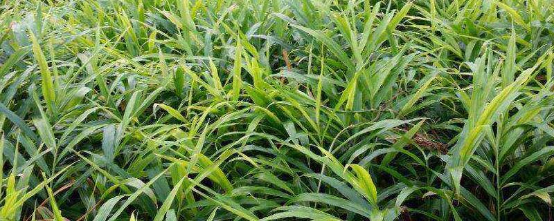 生姜秸秆喂羊可以吗,如何有效利用