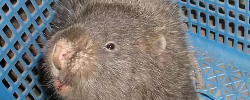 竹鼠还能养吗,一般竹鼠有多少斤