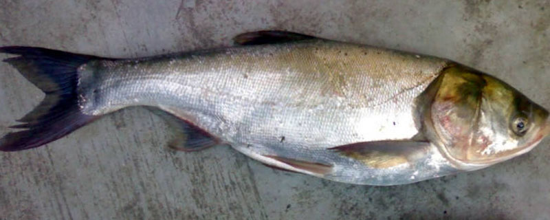 主养花鲢亩放养多少尾，如何区分花鲢和白鲢