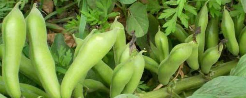 种蚕豆的株距和行距是多少,附蚕豆的种植技术与管理