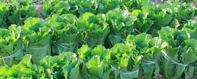 白菜最晚种植时间,最低生长温度是多少