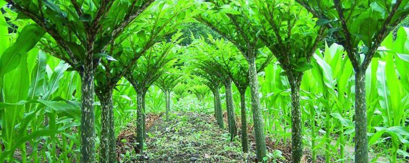 一亩地要多少魔芋种子，魔芋一代种和二代种区别