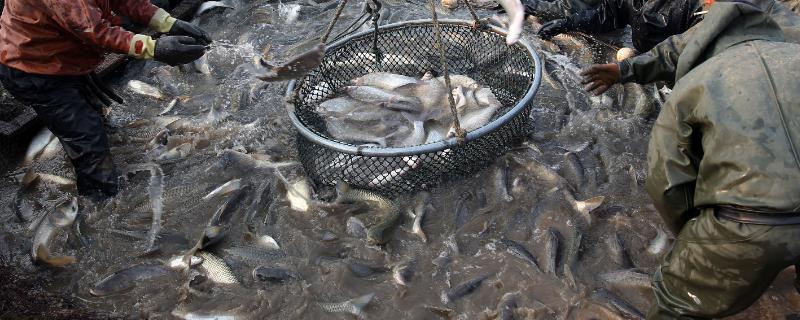 换水后鱼死了 补救措施,给鱼换水时需要注意些什么