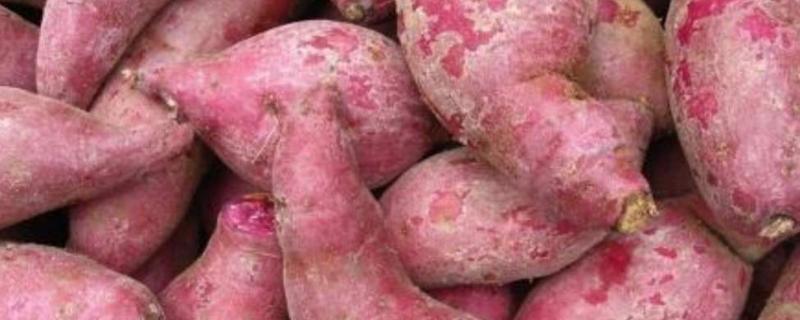 红薯渣怎么做饲料,红薯怎么快速脱水