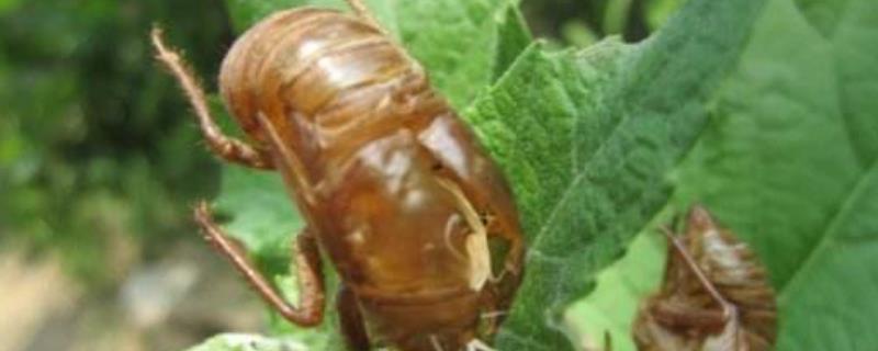 金蝉养殖技术,在大连能养吗