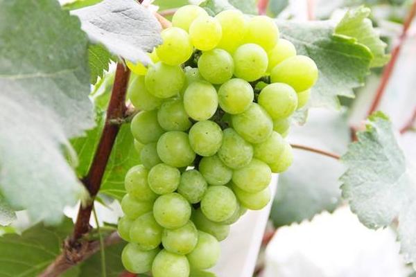 葡萄有哪些品种