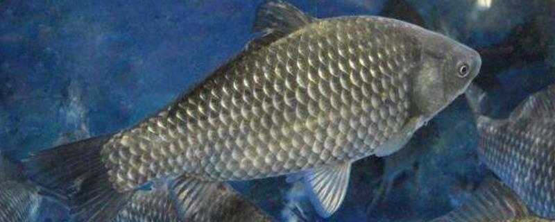 鲫鱼的寿命,3厘米的鲫鱼一年长多大