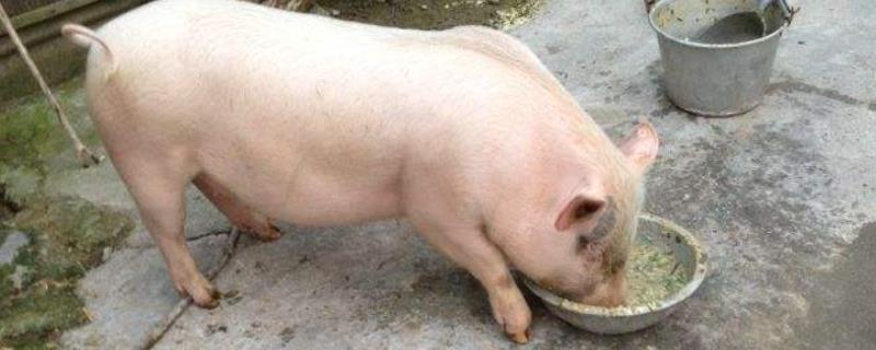 南瓜喂猪注意事项,生南瓜可以喂给猪吃吗