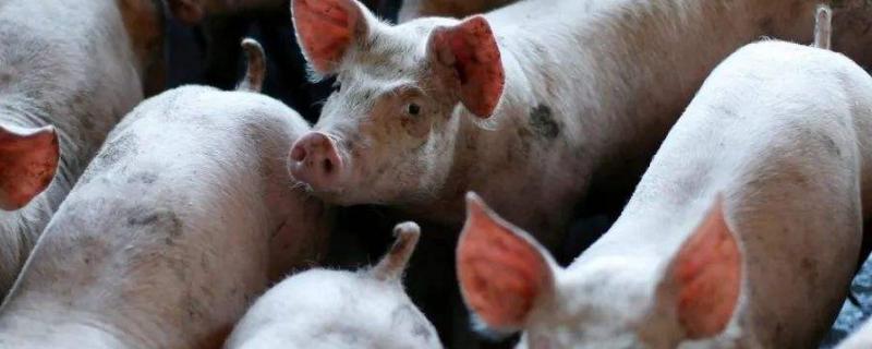 猪得了猪瘟怎么办,非洲猪瘟先呕吐还是先不食