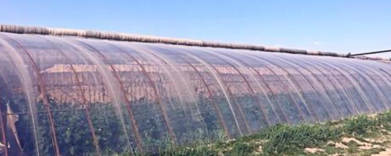 塑料大棚怎么搭建,需要用到多厚的塑料布