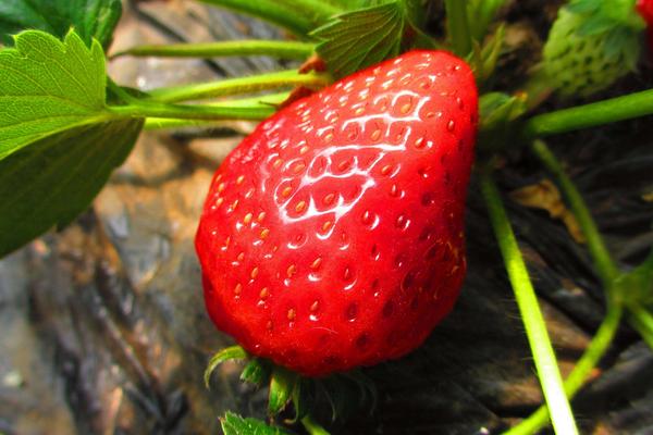 春天有哪些水果