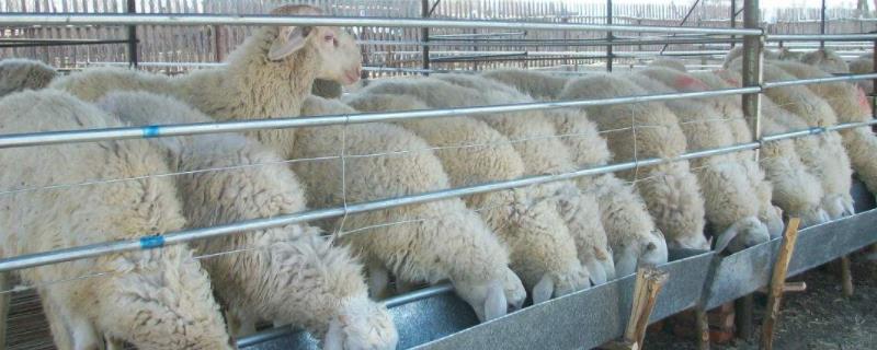 羊喜欢吃什么,大豆秸秆怎么处理喂羊