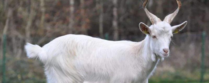 公羊有角还是母羊有角,羊的尾巴像什么