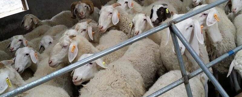 育肥羊60天出栏技术,用什么饲料添加剂好