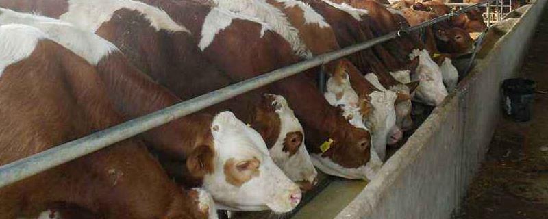 牛槽栏杆设计尺寸,用什么材料好